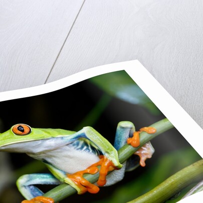 Red Eyed Tree Frog, Costa Rica by Anonymous