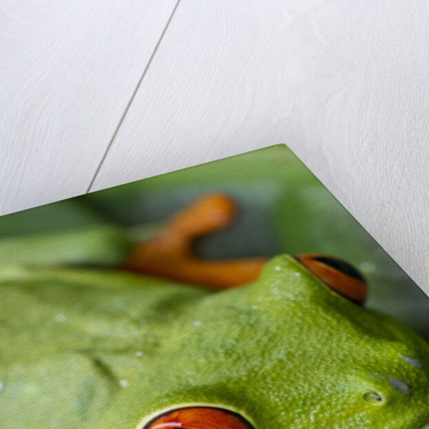 Red Eyed Tree Frog, Costa Rica by Anonymous
