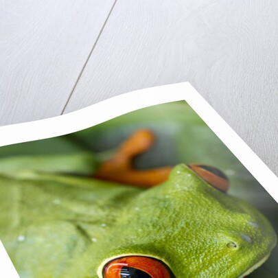 Red Eyed Tree Frog, Costa Rica by Anonymous