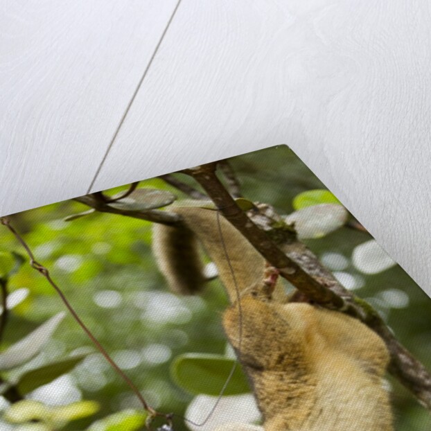 Olingo, Costa Rica by Anonymous