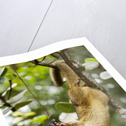 Olingo, Costa Rica by Anonymous
