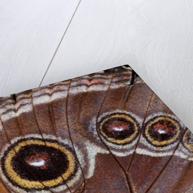 Blue Morpho Butterfly, Costa Rica by Anonymous