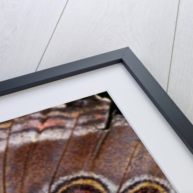 Blue Morpho Butterfly, Costa Rica by Anonymous