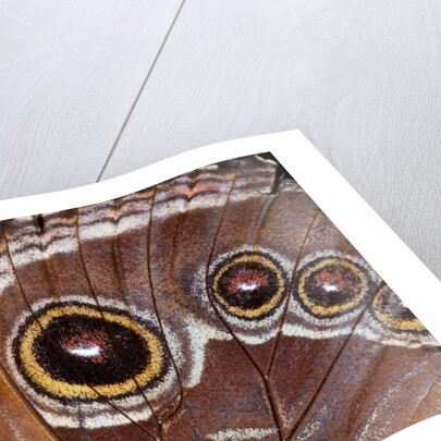 Blue Morpho Butterfly, Costa Rica by Anonymous