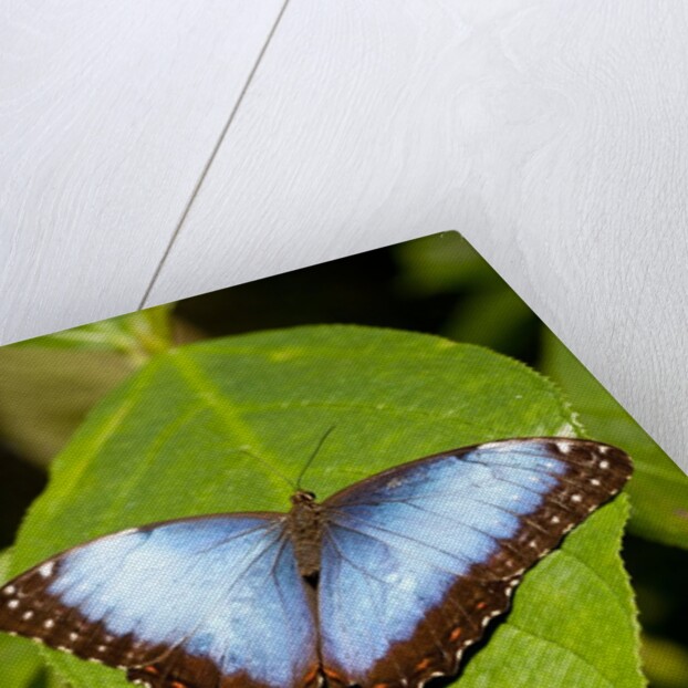 Blue Morpho Butterfly, Costa Rica by Anonymous