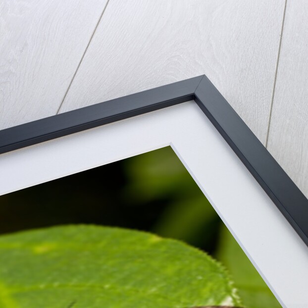 Blue Morpho Butterfly, Costa Rica by Anonymous