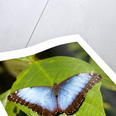 Blue Morpho Butterfly, Costa Rica by Anonymous