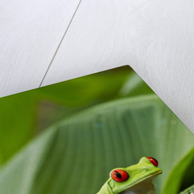 Red Eyed Tree Frog, Costa Rica by Anonymous