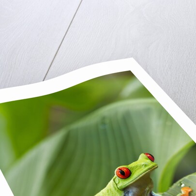 Red Eyed Tree Frog, Costa Rica by Anonymous