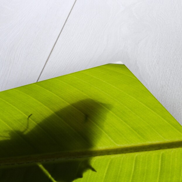Butterfly, Costa Rica by Anonymous