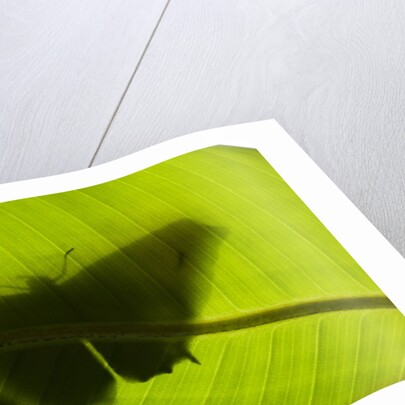 Butterfly, Costa Rica by Anonymous