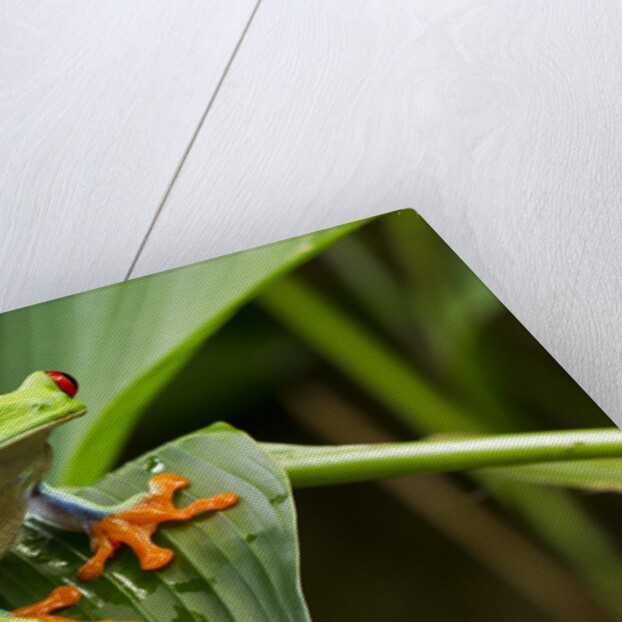 Red Eyed Tree Frog, Costa Rica by Anonymous