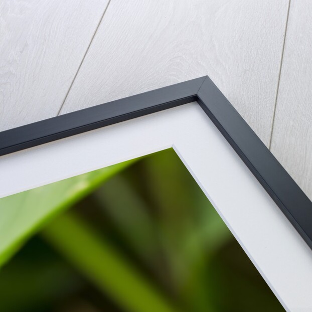 Red Eyed Tree Frog, Costa Rica by Anonymous