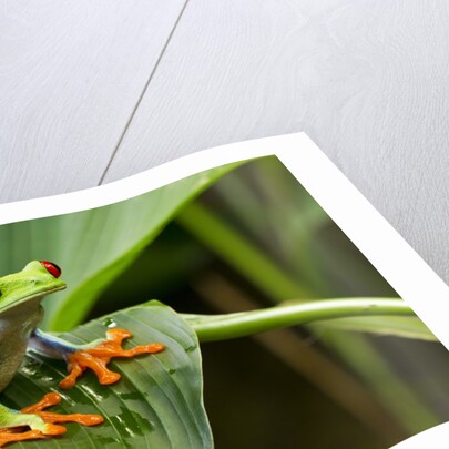 Red Eyed Tree Frog, Costa Rica by Anonymous