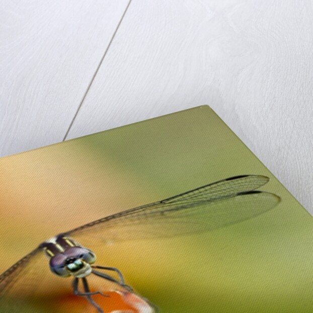Dragonfly, Osa Peninsula, Costa Rica by Anonymous