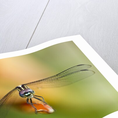 Dragonfly, Osa Peninsula, Costa Rica by Anonymous