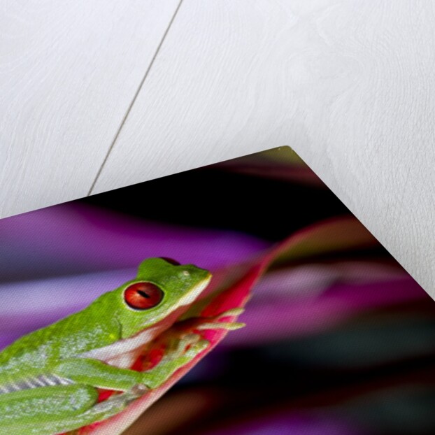 Red Eyed Tree Frog, Costa Rica by Anonymous