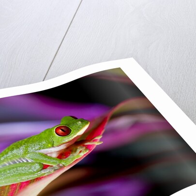 Red Eyed Tree Frog, Costa Rica by Anonymous