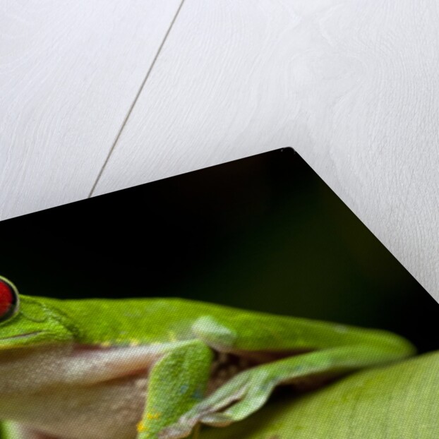 Red Eyed Tree Frog, Costa Rica by Anonymous