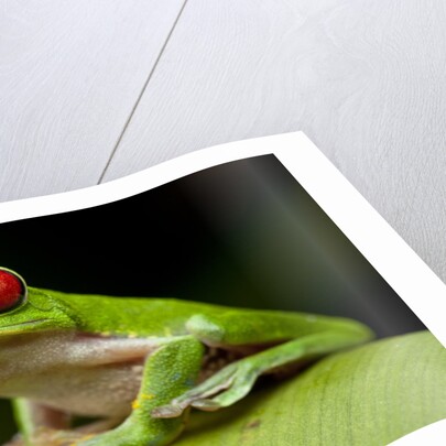 Red Eyed Tree Frog, Costa Rica by Anonymous