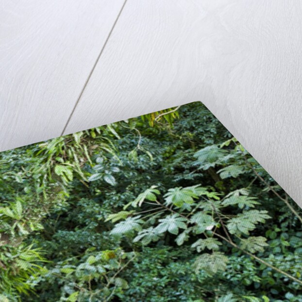 Rainforest, Costa Rica by Anonymous