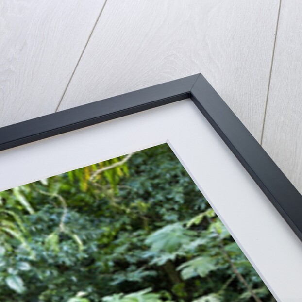 Rainforest, Costa Rica by Anonymous