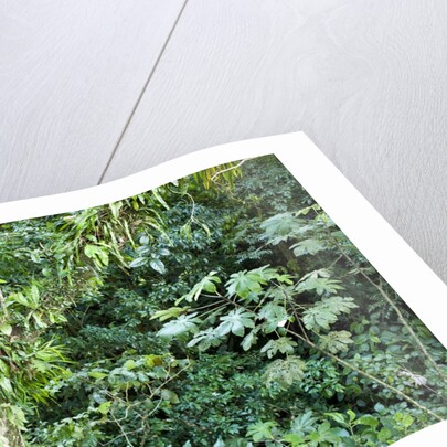 Rainforest, Costa Rica by Anonymous