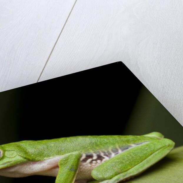 Red Eyed Tree Frog, Costa Rica by Anonymous