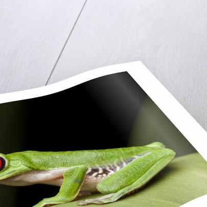 Red Eyed Tree Frog, Costa Rica by Anonymous