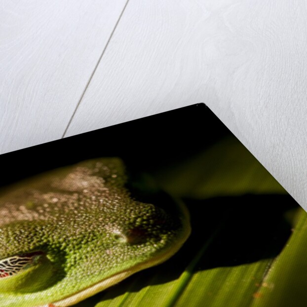 Red Eyed Tree Frog, Costa Rica by Anonymous