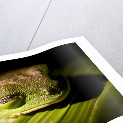 Red Eyed Tree Frog, Costa Rica by Anonymous