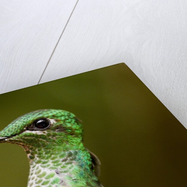 Hummingbird, Costa Rica by Anonymous