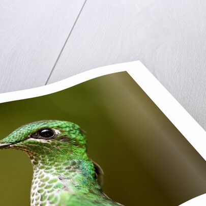 Hummingbird, Costa Rica by Anonymous