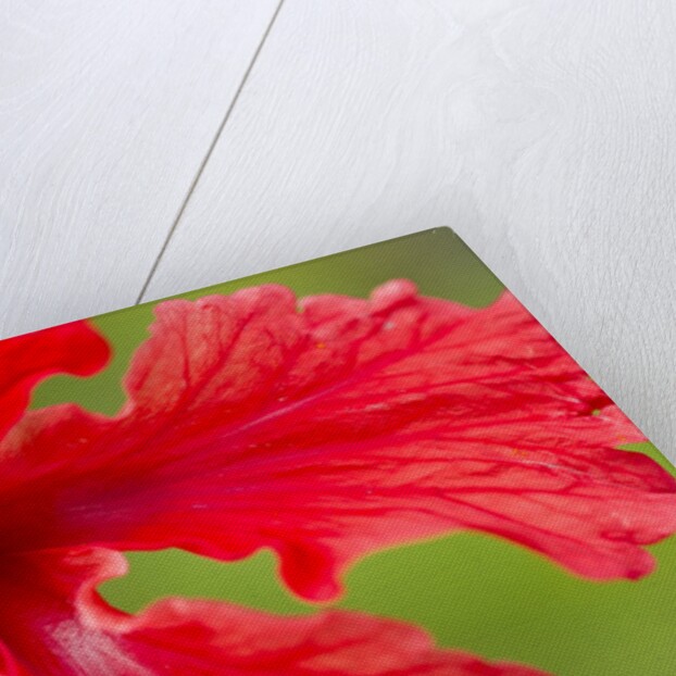 Tropical Flower, Costa Rica by Anonymous