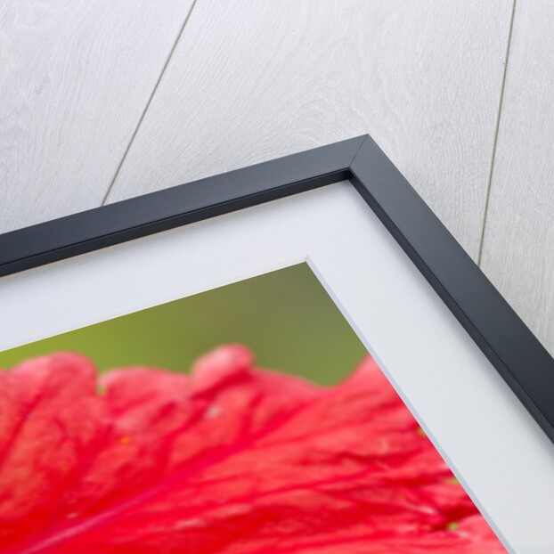 Tropical Flower, Costa Rica by Anonymous