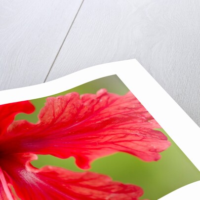 Tropical Flower, Costa Rica by Anonymous