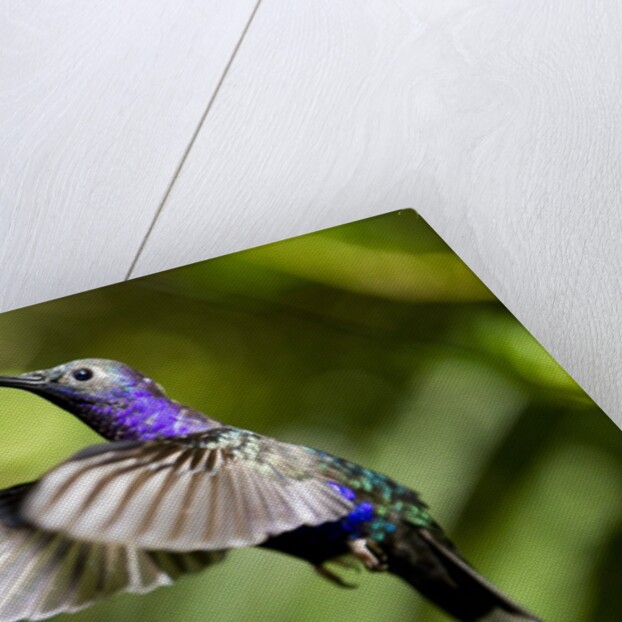 Hummingbird, Costa Rica by Anonymous