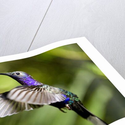 Hummingbird, Costa Rica by Anonymous