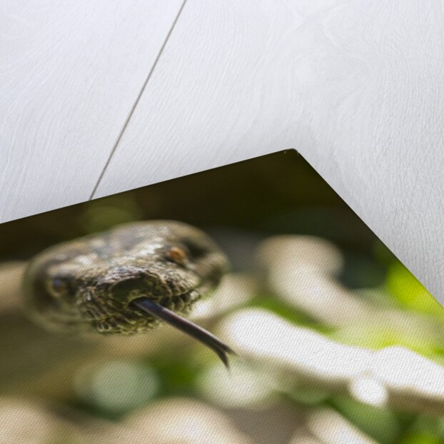 Boa Constrictor Snake, Costa Rica by Anonymous