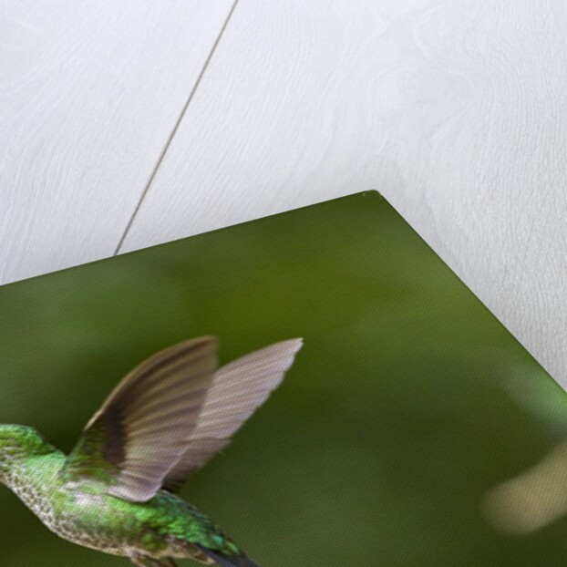 Hummingbird, Costa Rica by Anonymous