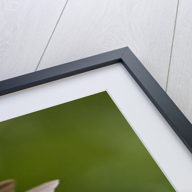 Hummingbird, Costa Rica by Anonymous