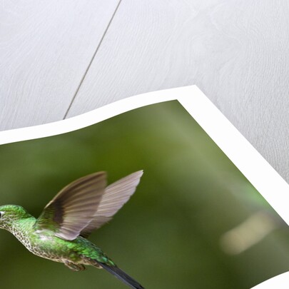 Hummingbird, Costa Rica by Anonymous