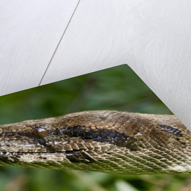 Boa Constrictor Snake, Costa Rica by Anonymous