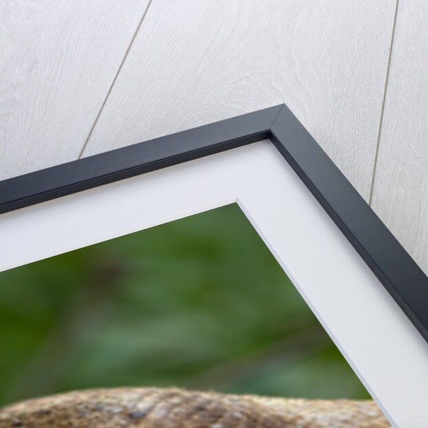 Boa Constrictor Snake, Costa Rica by Anonymous