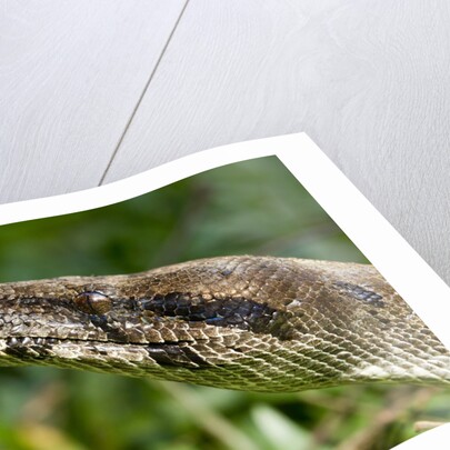 Boa Constrictor Snake, Costa Rica by Anonymous
