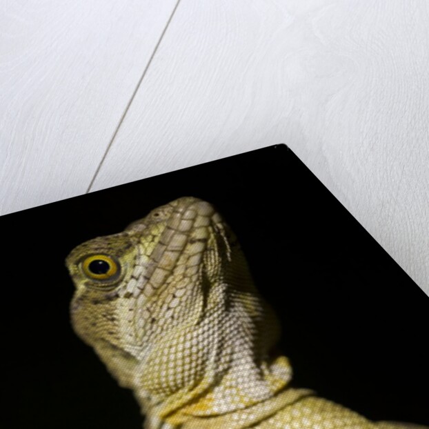 Jesus Lizard, Costa Rica by Anonymous