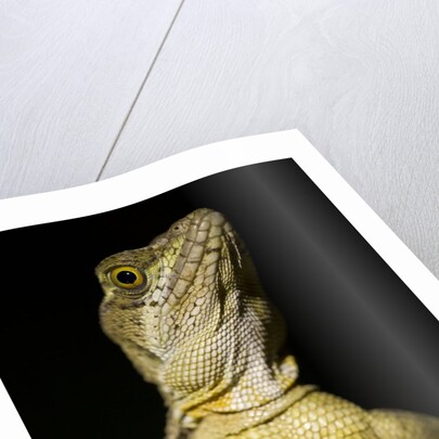 Jesus Lizard, Costa Rica by Anonymous