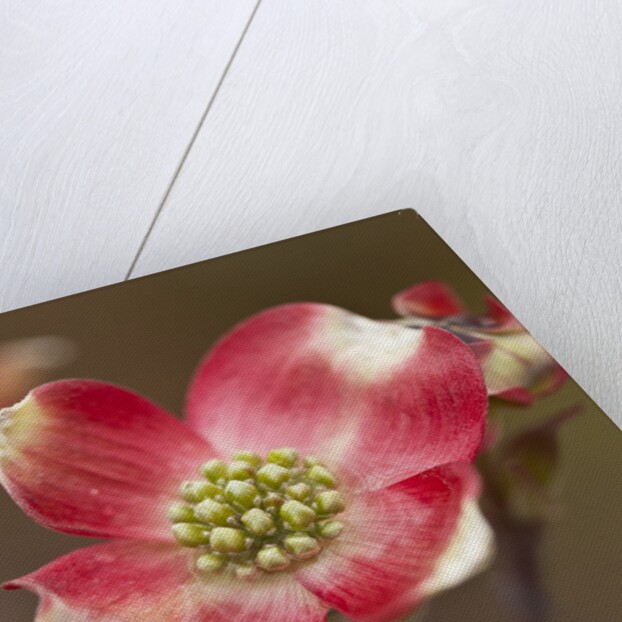 Spring, Dogwood Trees in Bloom by Anonymous