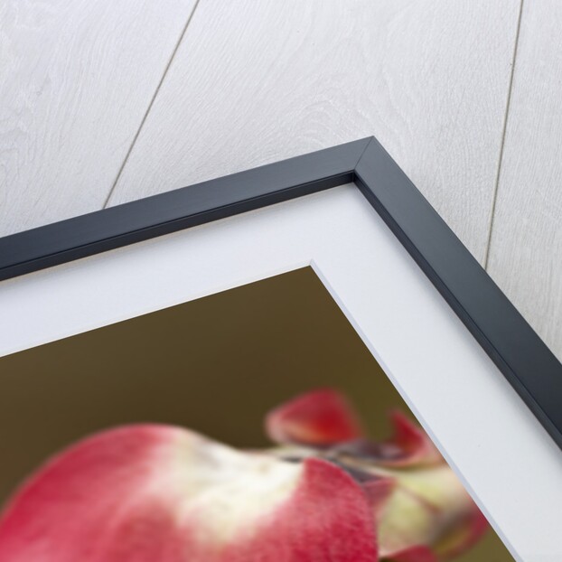 Spring, Dogwood Trees in Bloom by Anonymous