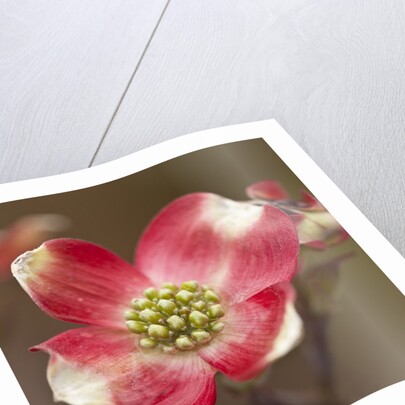 Spring, Dogwood Trees in Bloom by Anonymous